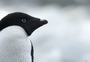 Lebensraum der Pinguine