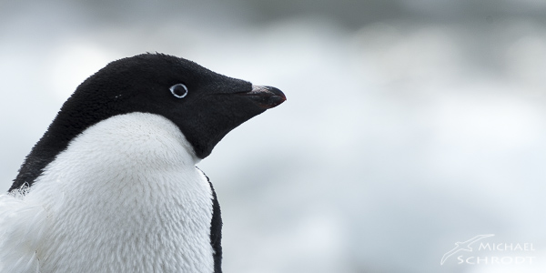 Pinguine Leben Auf Der Sudhalbkugel Soweit So Gut Echte Antarktische Pinguine Gibt Es Eigentlich Streng Genommen Nur Zwei Der Kaiserpinguin Ist Vielen Bekannt Aus Dem Film Die Reise Der Pinguine Er