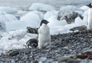 Pinguine im Eis