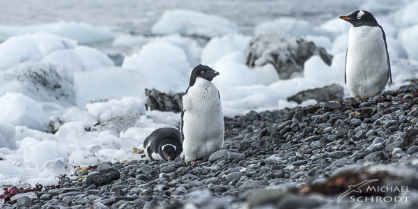Pinguine in der Antarktis