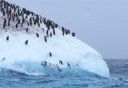 Pinguine Lebensraum