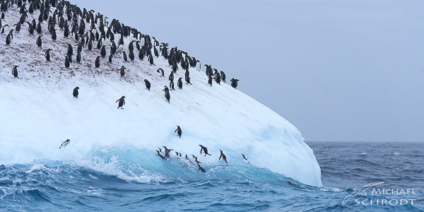 Pinguine Lebensraum