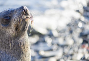 Polargebiete Tiere