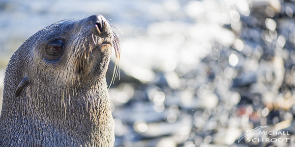 Polargebiete Tiere