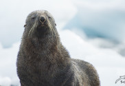 Antarktis Tierwelt
