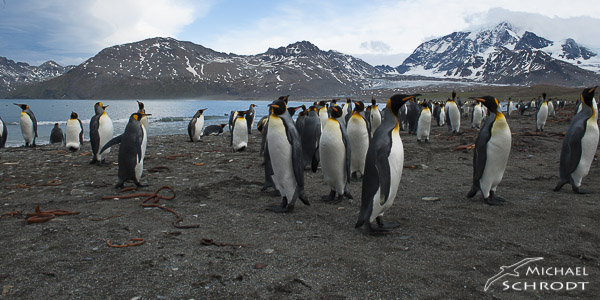 Antarktische Wildnis Südgeorgien