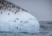 Wie leben Pinguine